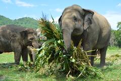 GK: रम-व्हिस्की सोडा, 'या' प्राण्याच्या दुधात असते 60% अल्कोहोल; पाहा सविस्तर...