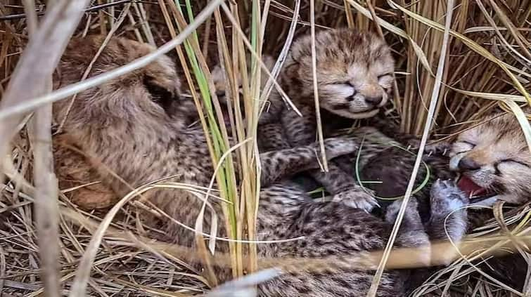 madhya-pradesh/two-more-cubs-of-cheetahs-jwala-died-in-kuno-national-park-of-madhya-pradesh Kuno National park: ਕੂਨੋ ਨੈਸ਼ਨਲ ਪਾਰਕ 'ਚ ਚੀਤਾ 'ਜਵਾਲਾ' ਦੇ ਹੋਰ ਬੱਚਿਆਂ ਦੀ ਮੌਤ, ਹੁਣ ਤੱਕ ਇੰਨੇਂ ਚੀਤਿਆਂ ਨੇ ਤੋੜਿਆ ਦਮ