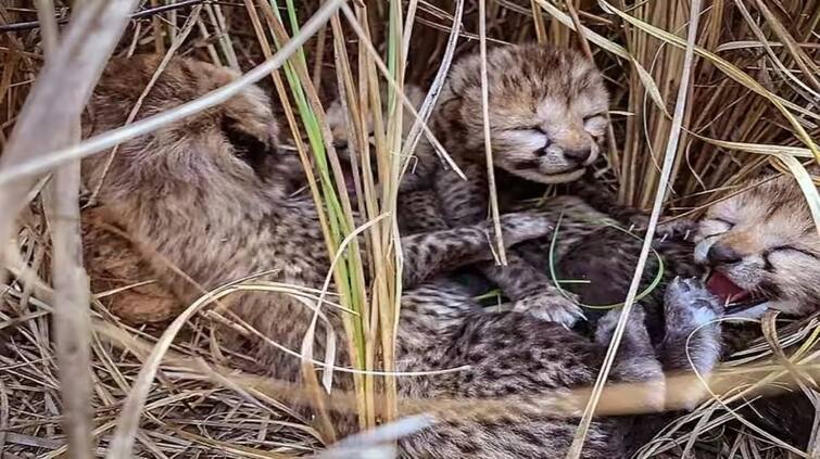 Death of more cubs of cheetah ‘Jwala’ in Kuno National Park, so many cheetahs have died so far.