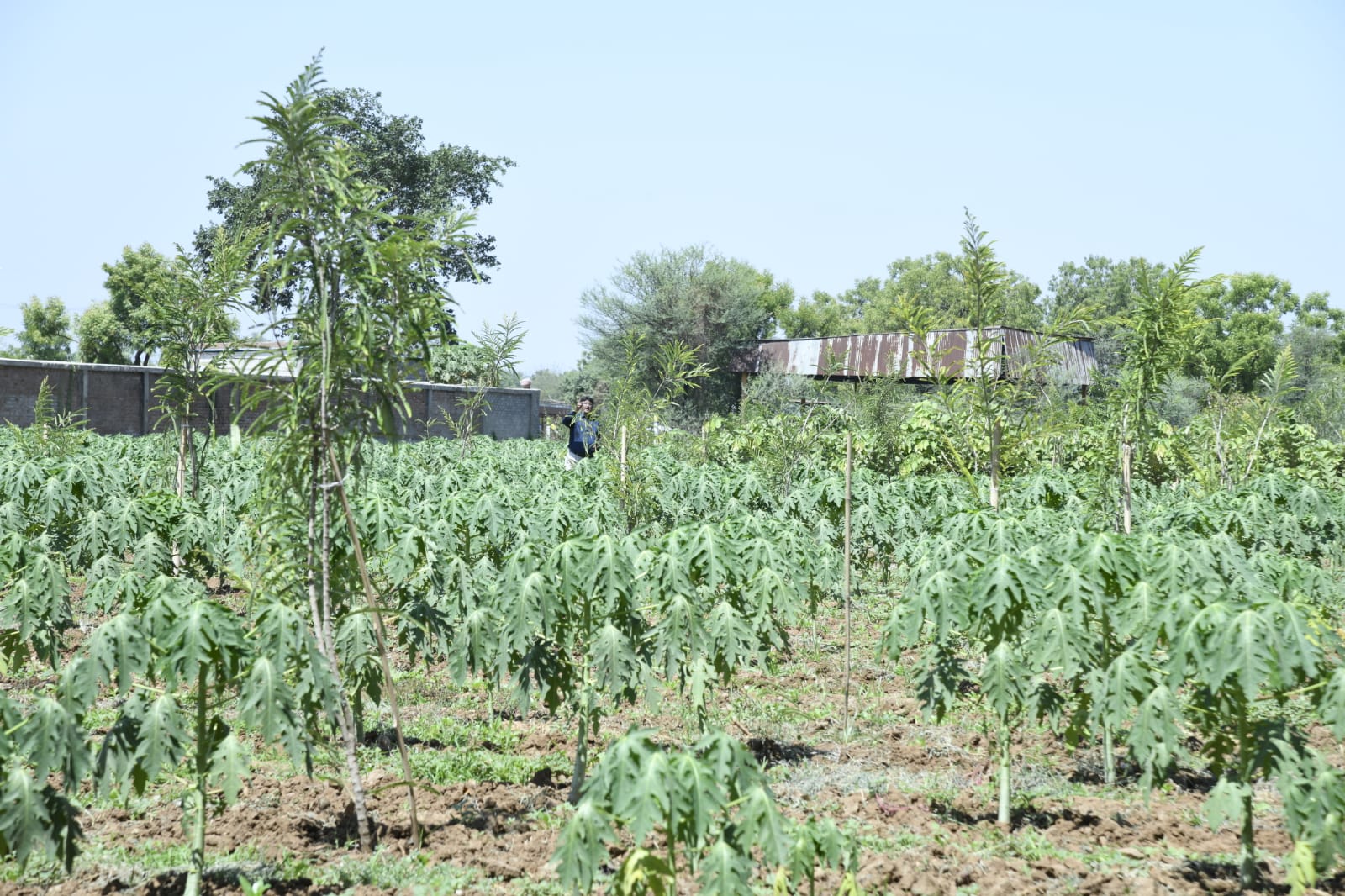 Farmer’s Success Story: વાંચ ગામના ખેડૂતે ફાલસાની ખેતી અને પલ્પના વેચાણથી મબલખ કમાણી કરી