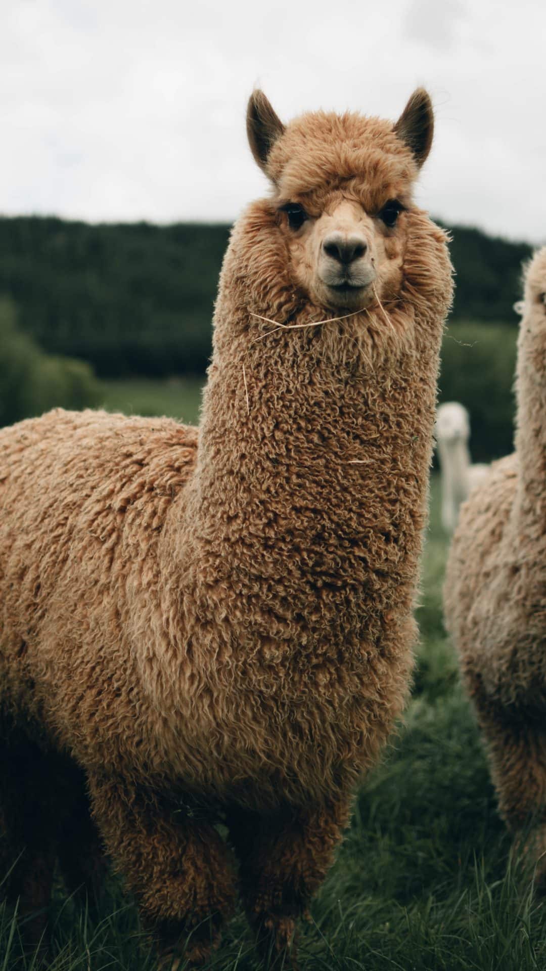 वन्यजीव संरक्षण अधिनियम के