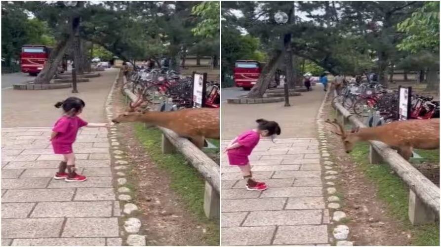 little-girl-bows-adorably-in-front-of-a-deer-and-feeds-it Trending: ਹਿਰਨ ਨੂੰ ਸਨਮਾਨ ਨਾਲ ਬੱਚੀ ਨੇ ਆਫਰ ਕੀਤਾ ਖਾਣਾ, ਇੰਟਰਨੈੱਟ 'ਤੇ ਦਿਲ ਜਿੱਤ ਰਹੀ ਇਹ ਵੀਡੀਓ