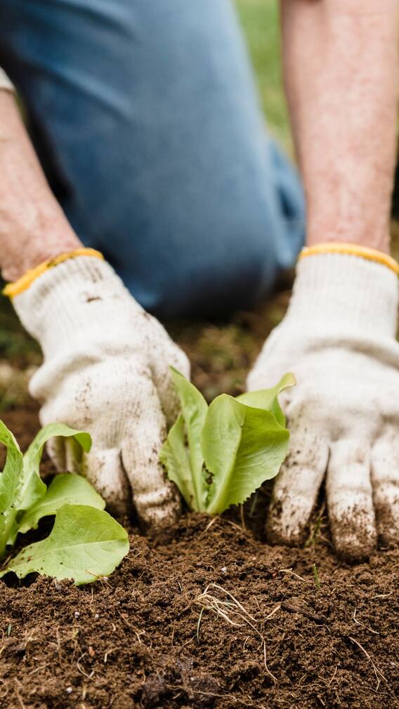 इन 11 सब्जियों की खेती से सालभर कमा सकते हैं मुनाफा