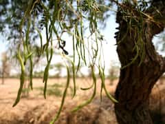 राजस्थान में मिलती है भारत की सबसे महंगी सब्जी, एक किलो के लिए देने पड़ते हैं इतने रुपये