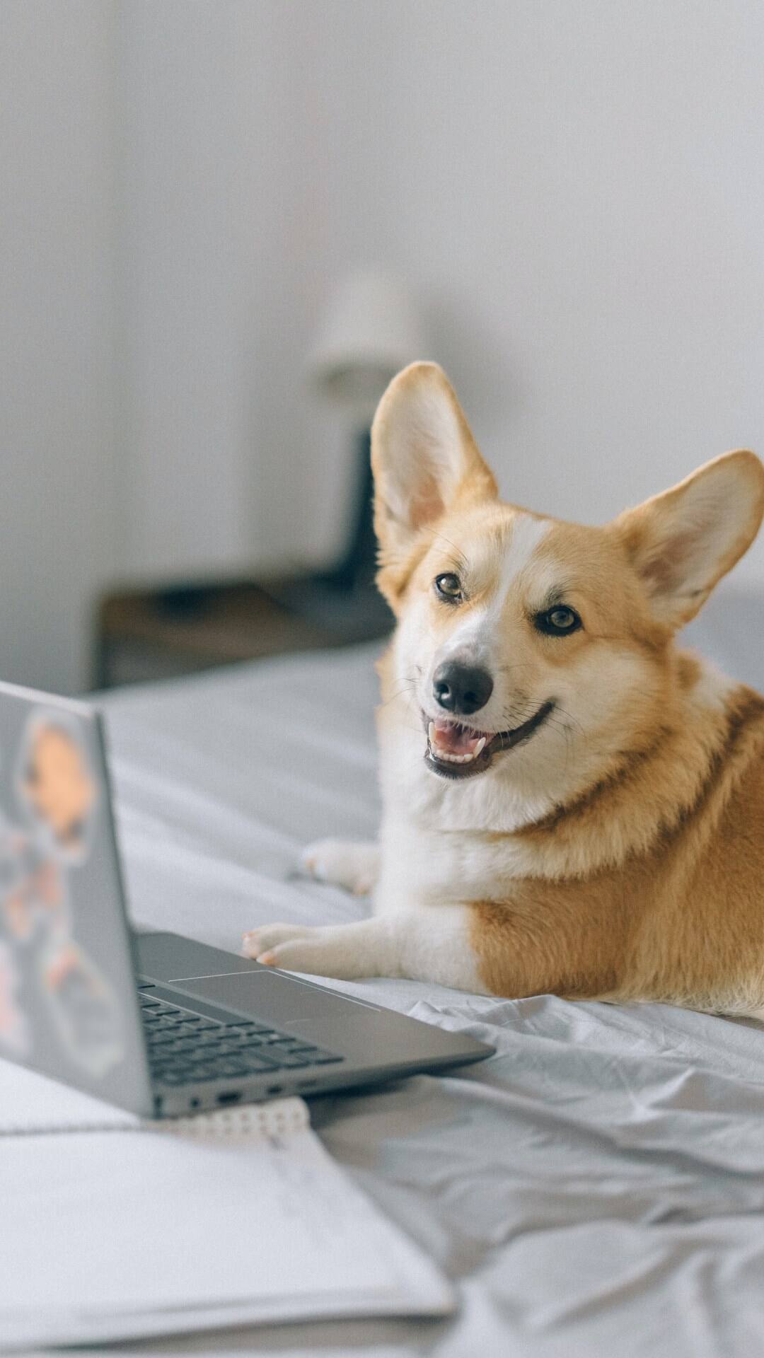 बहुत सारे लोग कुत्ता,