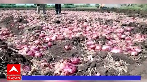 Chhatrapati Sambhaji Nagar: शेतकऱ्यानं 300 क्विंटल कांद्यावर फिरवला जेसीबी