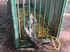 बलरामपुर में खत्म हुई 15 दिनों से पसरी दहशत, पिंजड़े में कैद हुआ तेंदुआ, लोगों ने ली राहत की सांस