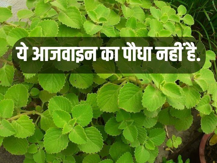 This is not a celery plant like everyone else you also made a mistake in identifying ये आजवाइन का पौधा नहीं है, सबकी तरह आपने भी पहचानने में कर दी गलती