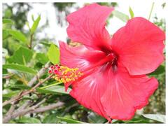 स्वाद और स्वास्थ्य दोनों में बेहतर है हिबिस्कस टी