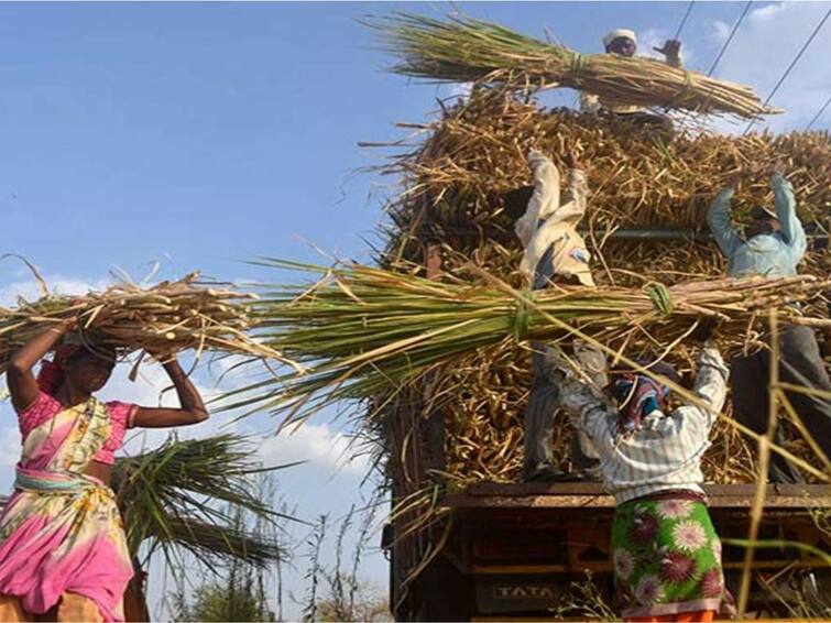 kolhapur crime 34 Crores defrauded from farmers in Kolhapur district by sugarcane workers and mukadam Kolhapur News: कोल्हापूर जिल्ह्यातील शेतकऱ्यांची ऊसतोड मजूर आणि टोळी मुकादमांकडून तब्बल 34 कोटींची फसवणूक