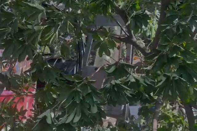 या धडकेत बसचं मोठं नुकसान तर झाडदेखील पडलं आहे.
