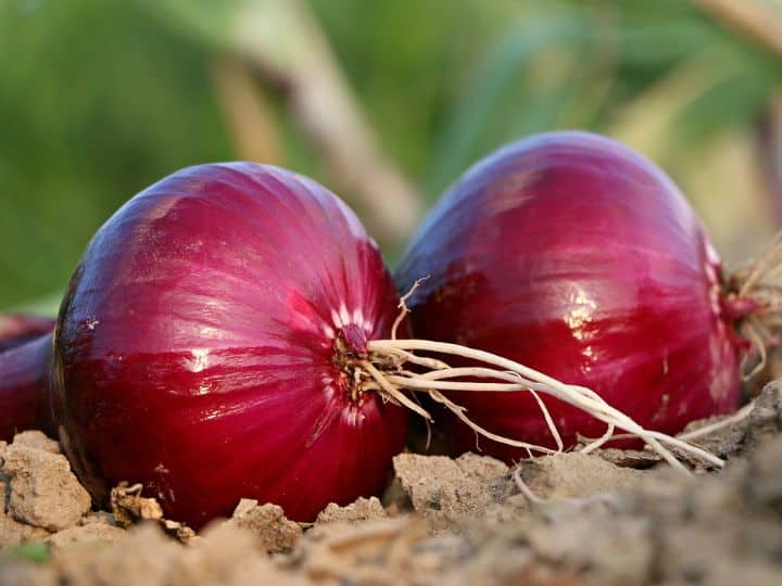 Onion Health Benefits Know Advantages Of Eating Raw Onion रोज एक 'कच्चा प्याज' खाने की डालें आदत, डायबिटीज, बीपी सहित इन गंभीर बीमारियों से मिल जाएगी राहत