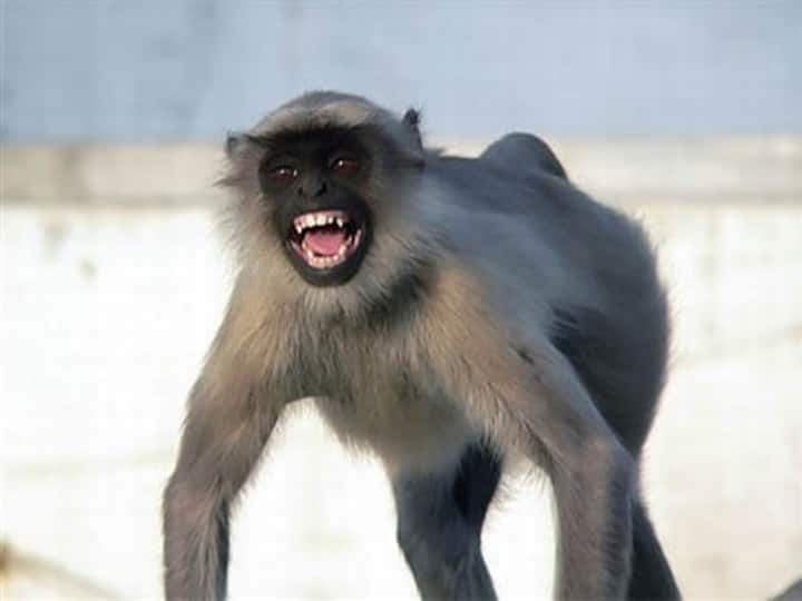 Maharashtra News Chhatrapati Sambhaji Nagar 11 people were attacked by a monkey in Andhari village of Chhatrapati Sambhaji Nagar छत्रपती संभाजीनगरच्या अंधारी गावात पिसाळलेल्या वानराचा 11 जणांवर हल्ला, पाच वर्षांचा मुलगा जखमी