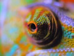 ਇੱਕੋ ਸਮੇਂ ਅੱਗੇ -ਪਿੱਛੇ ਦੇਖ ਸਕਦੈ ਇਹ ਜੀਵ , ਸ਼ਿਕਾਰ ਕਰਨ ਲਈ ਅਪਣਾਉਂਦਾ ਇਹ ਤਰੀਕਾ