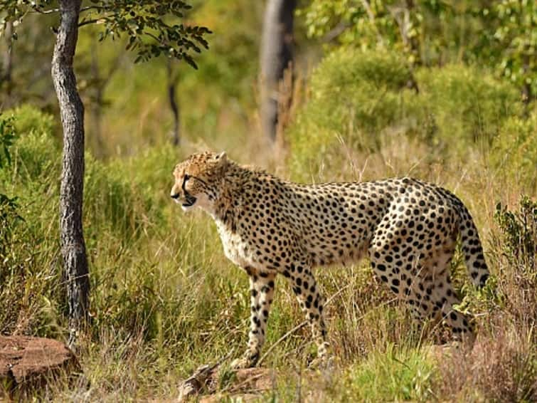 Centre Sets New High-Level Committee To Oversee Cheetah Project Centre Sets New High-Level Committee To Oversee Cheetah Project