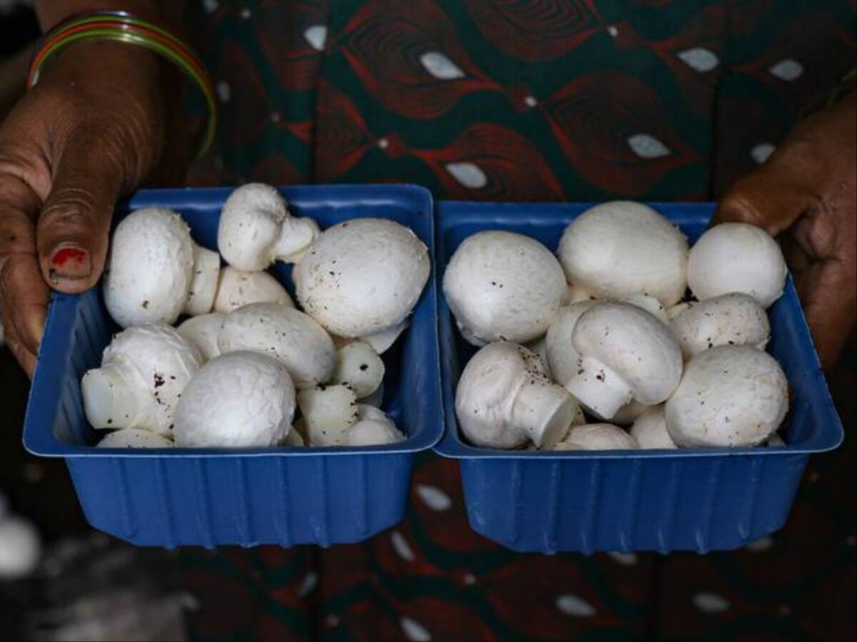8 Of Family Fall Ill After Eating 'Poisonous' Mushrooms In Assam's Sivasagar