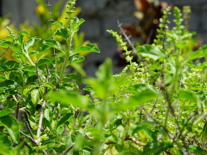 Tulsi Plant dry up again do these 4 things to save your Basil