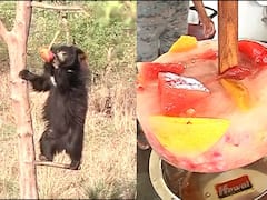 Nagpur : अस्वलाला फळांची तर वाघाला मटणाची आईस कँडी, नागपूरच्या बाळासाहेब ठाकरे आंतरराष्ट्रीय प्राणी संग्रहालयात 'आईसक्रिम पार्टी'