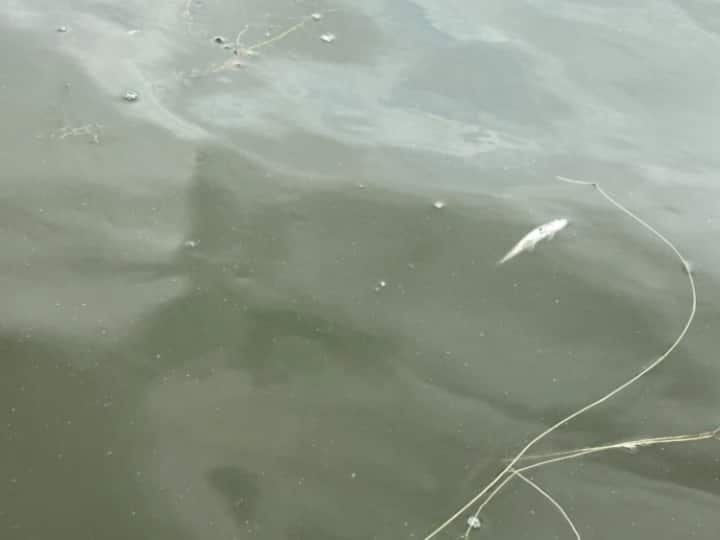 Thousands of small fish found dead in Dal Lake local blame G20 beautification official says low oxygen ann Jammu-Kashmir: डल झील में हजारों मछलियों की मौत, स्थानीय बोले- G20 की बैठक है वजह, जानें एक्सपर्ट क्या कहते हैं