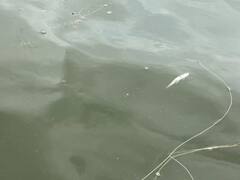 डल झील में हजारों मछलियों की मौत, स्थानीय बोले- G20 की बैठक है वजह, जानें एक्सपर्ट क्या कहते हैं