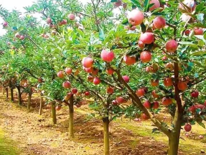 Himachal: Apple growers will not be worried, now they will be sold on per kg basis