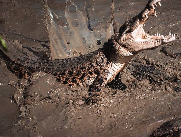 Crocodiles Attack Human: Man killed by 40 crocodiles in Cambodia farm of Siem Reap commune Crocodiles Attack Human: 72 साल के बुजुर्ग को नोंचकर खा गए 40 मगरमच्छ, जानें कैसे और कहां हुई ये खौफनाक घटना