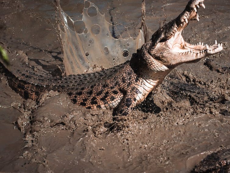 Crocodiles Attack Human: 40 crocodiles ate 72-year-old man, know how and where this dreadful incident happened
