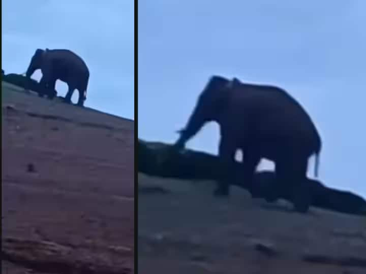 Rogue Tusker Arikomban Reaches Inhabited Area In Kerala's Kumily Rogue Tusker Arikomban Reaches Inhabited Area In Kerala's Kumily