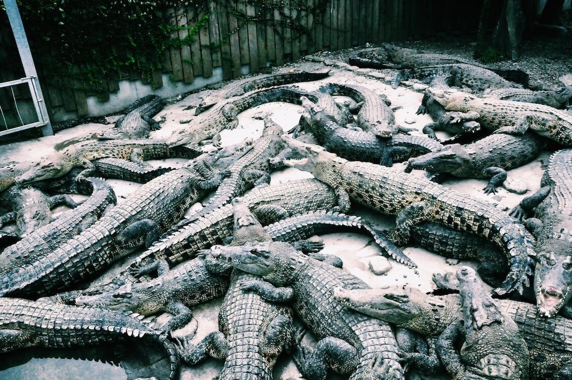 Crocodiles Attack Human: 72 साल के बुजुर्ग को नोंचकर खा गए 40 मगरमच्छ, जानें कैसे और कहां हुई ये खौफनाक घटना