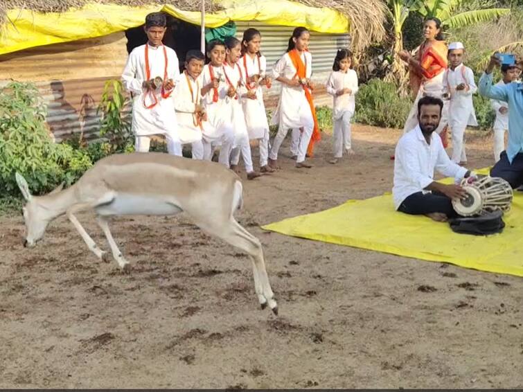 Maharashtra Ahmednagar Dancing deer Viral video on Social media Dancing Deer Viral Video:  टाळ, मृदूंग, हरिनामाच्या  जयघोषावर हरणाचा ठेका, कन्हैया आश्रमातल्या हरणाचा व्हिडीओ व्हायरल