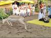 Dancing Deer Viral Video: टाळ, मृदूंग, हरिनामाच्या जयघोषावर हरणाचा ठेका, कन्हैया आश्रमातल्या हरणाचा व्हिडीओ व्हायरल