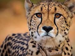 कूनो नेशनल पार्क में दो महीने में 6 चीता की मौत, गर्मी या पोषण की कमी, क्या है वजह