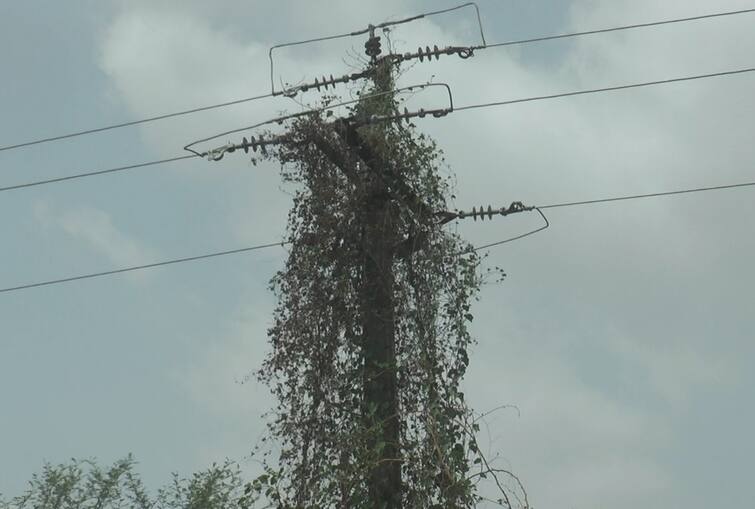 A power pole was found wrapped in green vines on Bahucharaji Highway Mehsana: આ વીજ થાંભલો છે કે લીલી વેલનું ઝાડ, કેમેરો જોતા જ વીજ કંપનીના અધિકારીઓ ઉભી પૂછડીએ ભાગ્યા