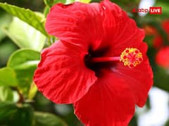 Lakshmi ji: लाल रंग के इस फूल से प्रसन्न होती हैं लक्ष्मी जी, बरसती है कृपा, भरी रहती है तिजोरी