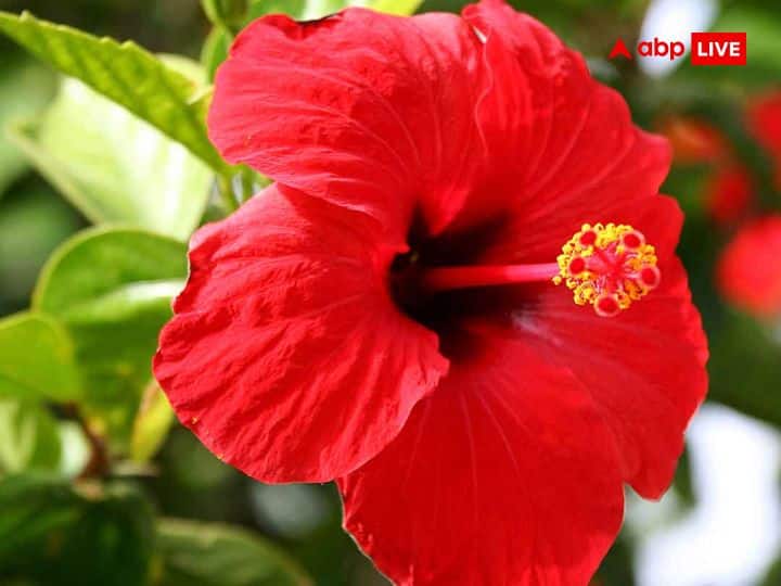 गुड़हल का फूल घर में गमले या जमीन पर भी आसानी से लग जाता है. पूजा पाठ के साथ ही यह फूल कई औषधीय गुणों से भी भरपूर होता है.