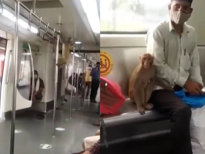 Monkey Traveling In Delhi Metro People Started Laughing After Watching Viral Video दिल्ली मेंट्रो में बंदर का गदर, अपने 'पोल डांस' से यात्रियों को किया हैरान, वीडियो देख लोगों ने लगाए ठहाके- Video