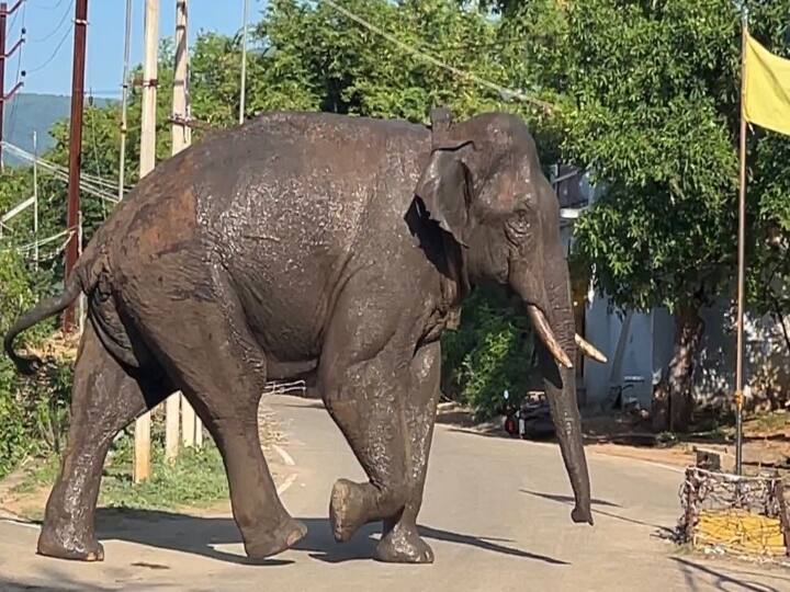 arikomban elephant going to kambam theni district peoples are fear forest department plan inject to elephant Theni: ஊருக்குள் புகுந்து 'அரிக்கொம்பன்' அட்டகாசம்.. பீதியில் உறைந்த கம்பம் மக்கள்..! மயக்க ஊசி செலுத்தி பிடிக்குமா வனத்துறை?