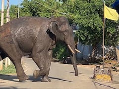 Rogue Tusker Arikomban Enters Residential Areas In Tamil Nadu's Cumbum