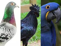 Most Expensive Birds: ये हैं दुनिया के सबसे महंगे पक्षी, कीमत सुनकर उड़ जायेंगे होश!