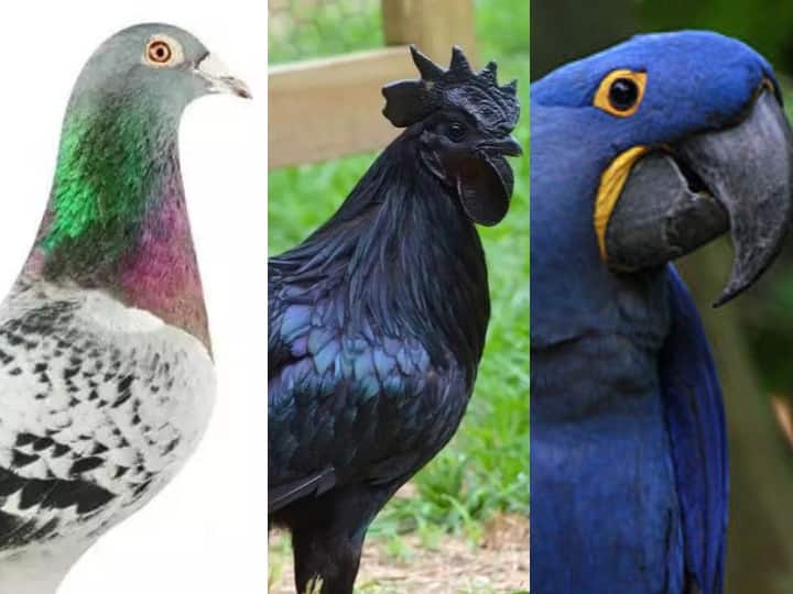 Most Expensive Bird : आपने आसमान में उड़ते हुए पक्षियों को देखा होगा. कुछ लोग पक्षी पालन का काम भी करते हैं. क्या लगता है दुनिया का सबसे महंगा पक्षी कितनी कीमत का होगा? यहां जवाब जानिए
