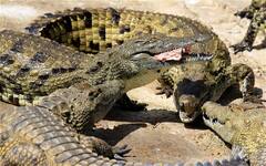 ਇੱਕ ਗਲਤੀ ਤੇ 72 ਸਾਲਾ ਵਿਅਕਤੀ ਨੂੰ ਜ਼ਿੰਦਾ ਚੱਬ ਗਏ 40 ਮਗਰਮੱਛ, ਟੁਕੜਿਆਂ ਵਿੱਚ ਮਿਲੀ ਲਾਸ਼