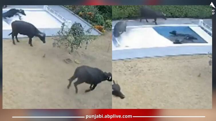 Viral-Video-buffaloes-take-bath-in-swimming-pool ਦੇਖੋ ਕਿਵੇਂ ਪ੍ਰਾਈਵੇਟ 'ਸਵੀਮਿੰਗ ਪੂਲ' 'ਚ ਜੰਮ ਕੇ ਮਸਤੀ ਕਰਦੀਆਂ ਨਜ਼ਰ ਆਈਆਂ ਮੱਝਾਂ, ਮਜ਼ੇਦਾਰ ਵੀਡੀਓ ਹੋਇਆ ਵਾਇਰਲ