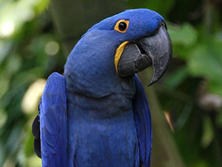 Hyacinth Macaw दुनिया में सबसे बड़ा तोता है. यह दक्षिण अमेरिका में पाया जाता है. इसकी खासियत पता है क्या है? यह 3 फीट तक लंबा हो सकता है. Hyacinth Macaws बहुत कमी से पाया जाता है और इसकी कीमत $10,000 (करीब 8 लाख) तक हो सकती है.