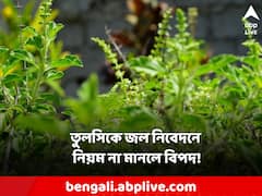 Tulsi: জীবনে অর্থাভাব দূর করতে চান? ভুলেও এই দিনগুলিতে জল দেবেন না তুলসিকে