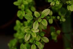 Tulsi: জীবনে অর্থাভাব দূর করতে চান? ভুলেও এই দিনগুলিতে জল দেবেন না তুলসিকে