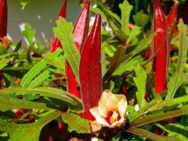 लाल भिंडी किसानों को बना रही लखपति, जानिए कैसे होती है इसकी खेती Red okra is making farmers millionaires know how it is cultivated लाल भिंडी किसानों को बना रही लखपति, जानिए कैसे होती है इसकी खेती