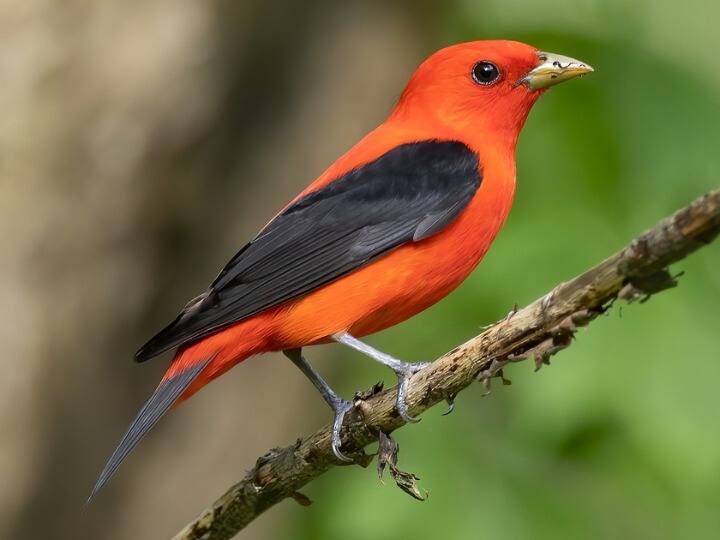 स्कार्लेट टैनेजर एक मध्यम आकार की सॉन्ग बर्ड है जो उत्तरी अमेरिका में पाई जाती है. यह अपने चमकीले लाल पंखों के लिए जानी जाती है. स्कार्लेट टैनर्स इस सूची के कुछ अन्य पक्षियों की तरह ज्यादा महंगी नहीं हैं, लेकिन फिर भी इसकी कीमत $900 (करीब 74 हजार रुपये) तक हो सकती है.