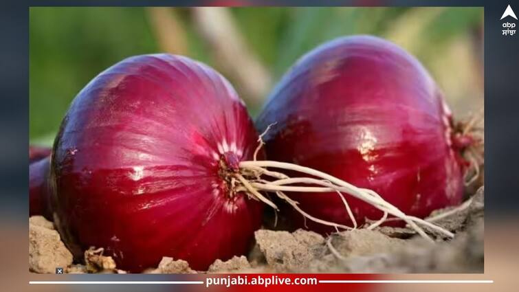 know-advantages-of-eating-raw-onion-health-news Health News: ਰੋਜ਼ਾਨਾ ਇੱਕ 'ਕੱਚਾ ਪਿਆਜ਼' ਖਾਣ ਦੀ ਆਦਤ ਪਾਓ...ਸ਼ੂਗਰ, ਬੀਪੀ ਸਮੇਤ ਇਨ੍ਹਾਂ ਗੰਭੀਰ ਬਿਮਾਰੀਆਂ ਤੋਂ ਮਿਲੇਗੀ ਰਾਹਤ