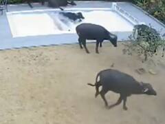 भैंसों के झुंड़ ने प्राइवेट 'स्विमिंग पूल' में लगा दी छलांग, जमकर की मस्ती, मालिक को लगा 25 लाख का चूना- Video