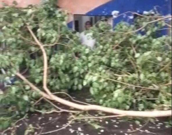 45 trees fell due to unseasonal rain in Ahmedabad Ahmedabad Unseasonal Rain: સામાન્ય વરસાદમાં AMCની પોલ ખુલી, અમદાવાદમાં 45 વૃક્ષો ધરાશાયી, 1નું મોત